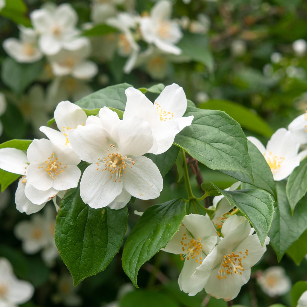Premium Philadelphus Coronarius Flower seeds for Planting Perfect for Borders, Heirloom & GMO Free Seeds for Home Garden seeds