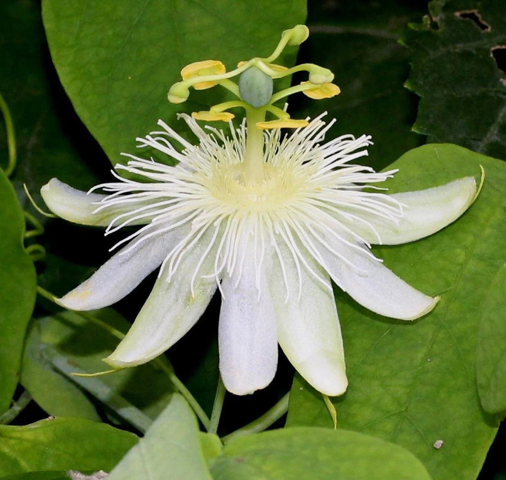 White Passiflora Flower seeds for Planting Hardy Variety, Heirloom & GMO Free Seeds for Home Garden vegetable and garden seeds