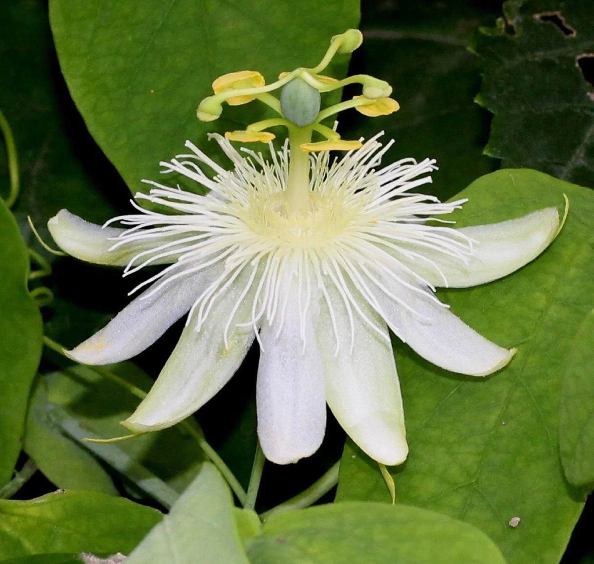 White Passiflora Flower seeds for Planting Hardy Variety, Heirloom & GMO Free Seeds for Home Garden vegetable and garden seeds