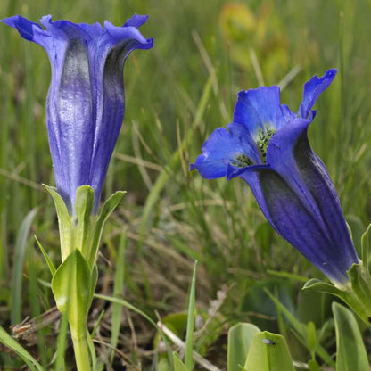 Gentiana Scabra Flower seeds for Planting Perfect for Borders Heirloom & GMO Free Seeds for Home Garden