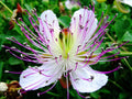 Purple Caper Bush Flower seeds for Planting Low Maintenance, Heirloom & GMO Free Seeds for Home Garden seeds for planting