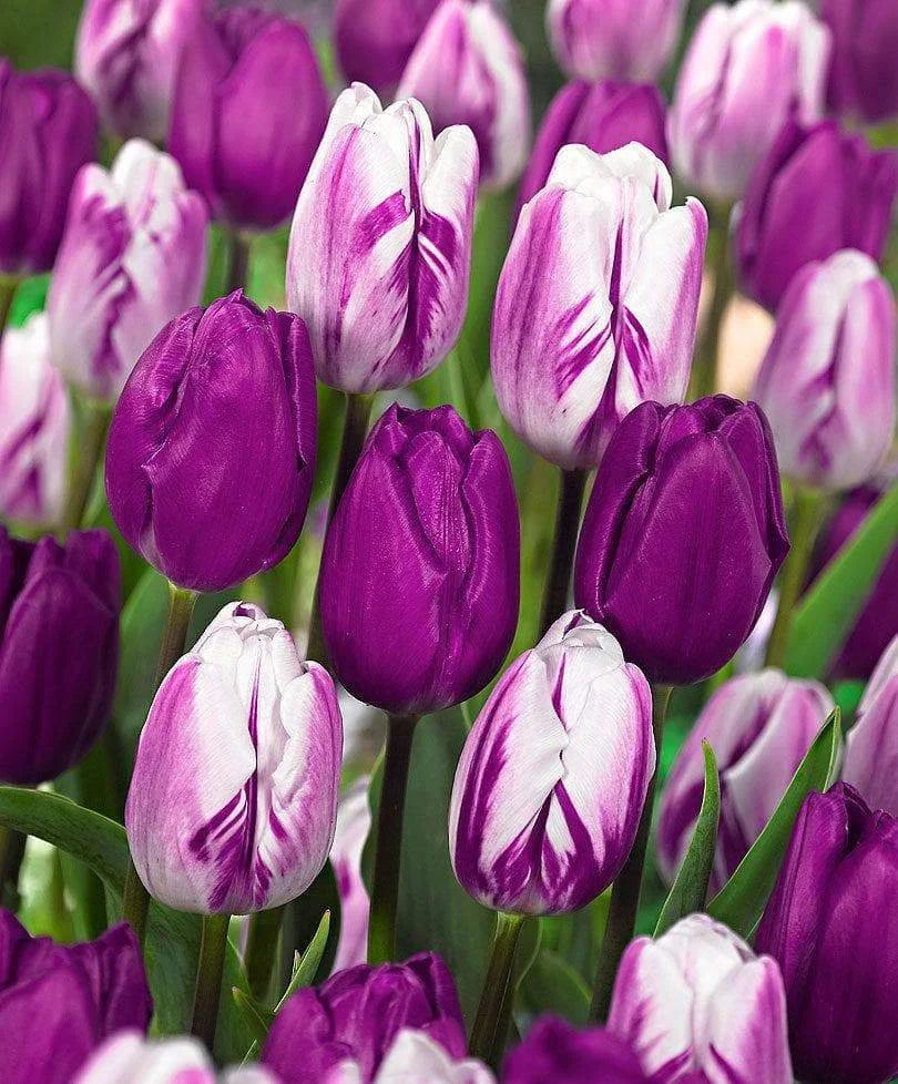 Premium White Purple Tulip Flower seeds for Planting Seasonal Bloomer, Heirloom & GMO Free Seeds for Home Garden seeds