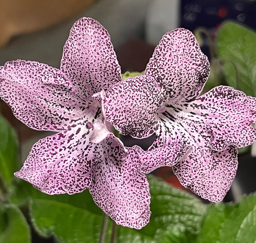 Streptocarpus Flower seeds for Planting Low Maintenance, Heirloom & GMO Free Seeds for Home Garden seeds for planting