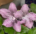 Streptocarpus Flower seeds for Planting Low Maintenance, Heirloom & GMO Free Seeds for Home Garden seeds for planting