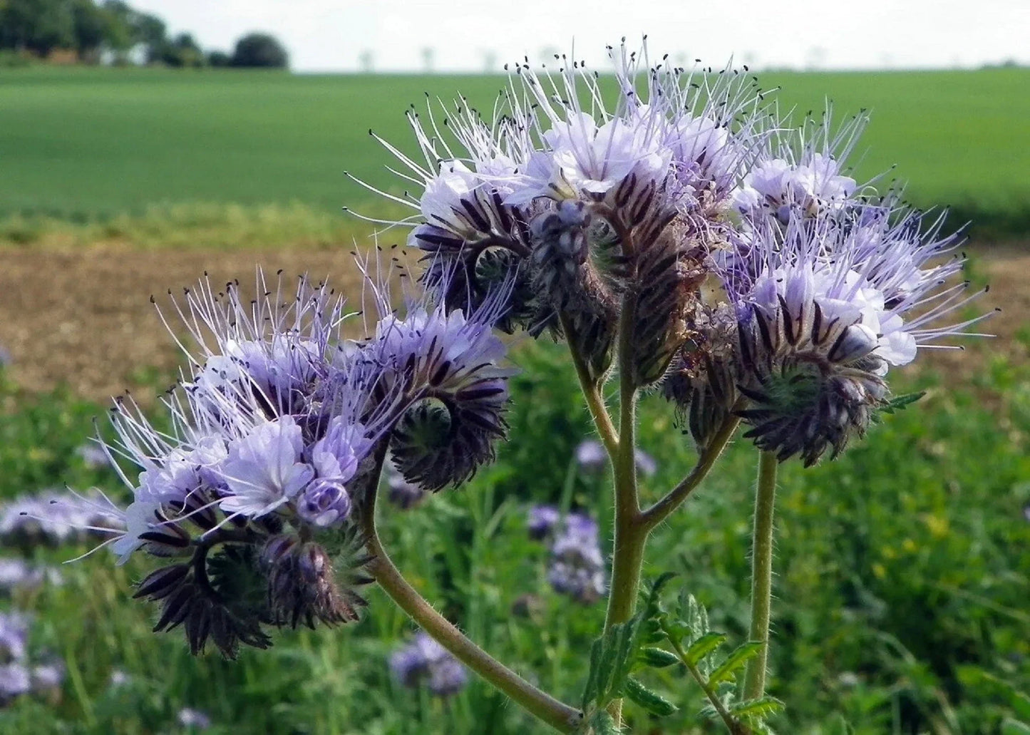 Phacelia Flower seeds for Planting Vibrant Colors Heirloom & GMO Free Seeds for Home Garden