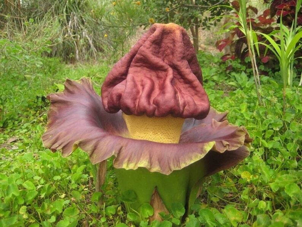 Elephant Foot Yam Flower seeds for Planting - Vibrant Colors, Heirloom & GMO Free Seeds for Home Garden