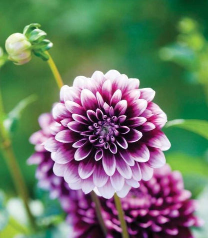 Purple Beard Dahlia Flower seeds for Planting - Low Maintenance, Heirloom & GMO Free Seeds for Home Garden