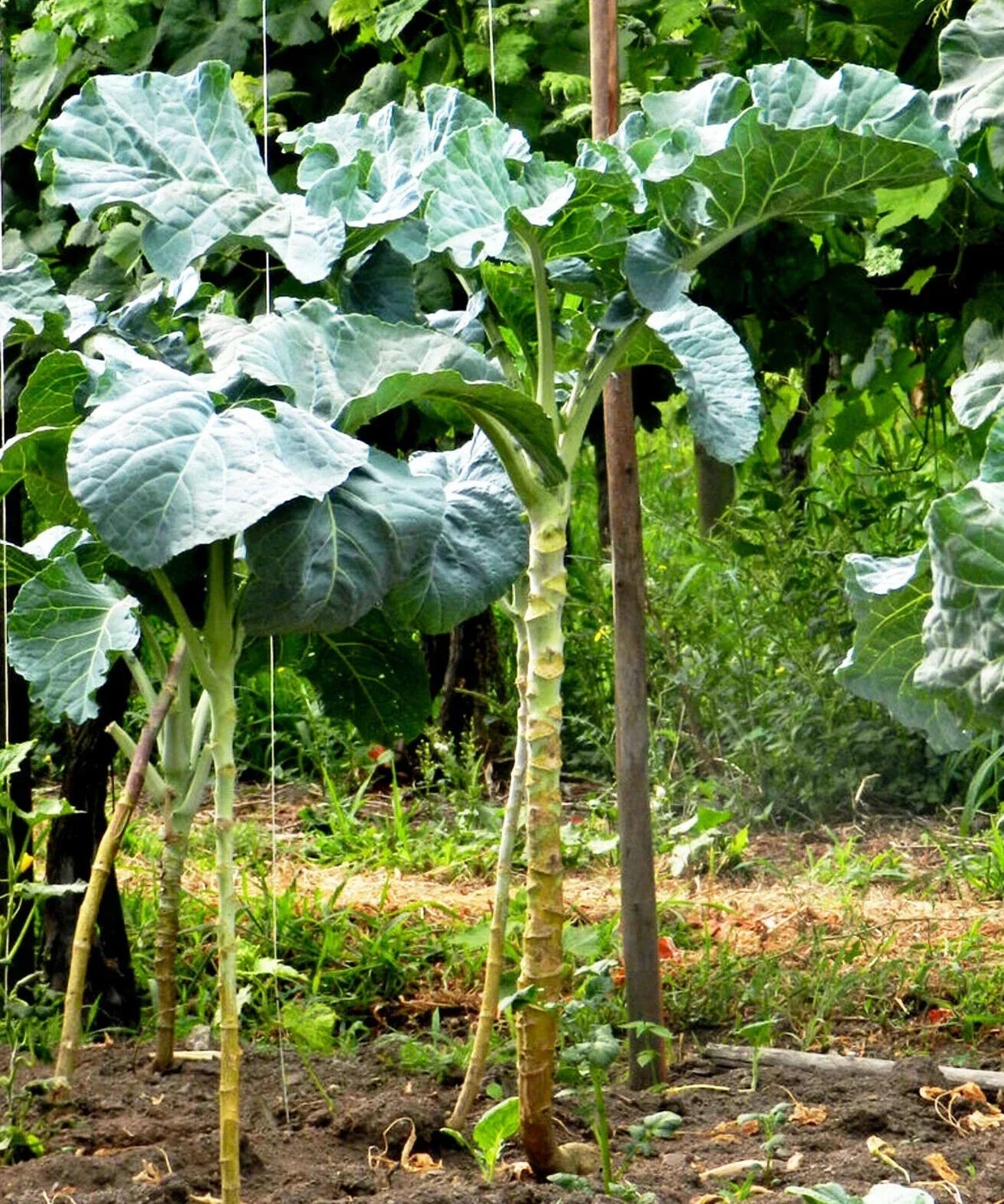 Heirloom Walking Stick Kale Seeds For Planting Nutritious Greens