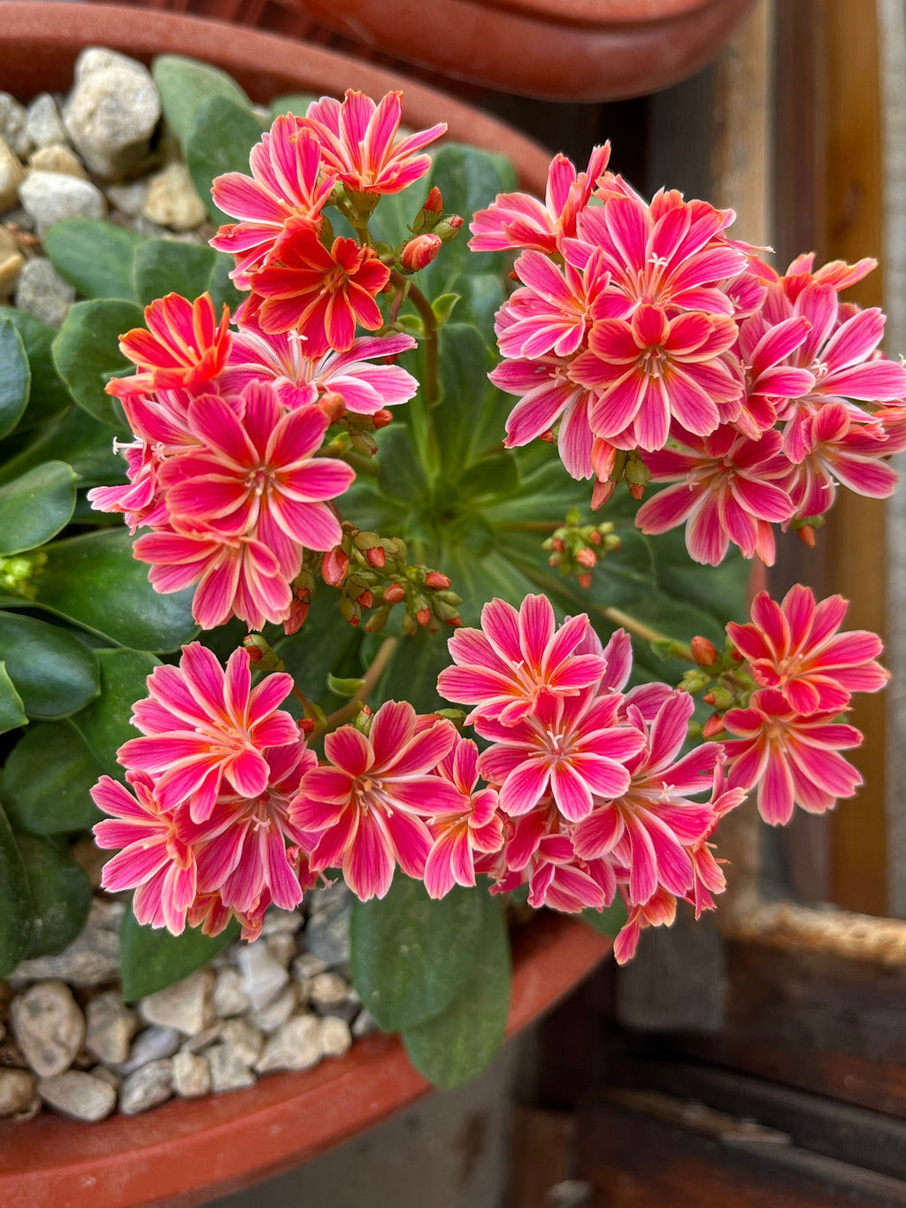 Lewisia Cotyledon Flower seeds for Planting Garden Favorite, Heirloom & GMO Free Seeds for Home Garden seeds for planting
