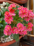 Lewisia Cotyledon Flower seeds for Planting Garden Favorite, Heirloom & GMO Free Seeds for Home Garden seeds for planting
