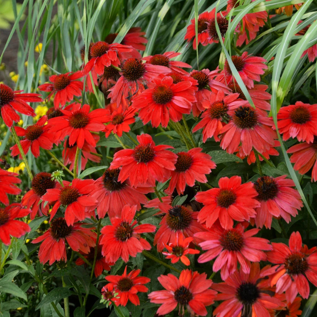 High quality Red SunFlower seeds for Planting Vibrant Colors, Heirloom & GMO Free Seeds for Home Garden seeds pack