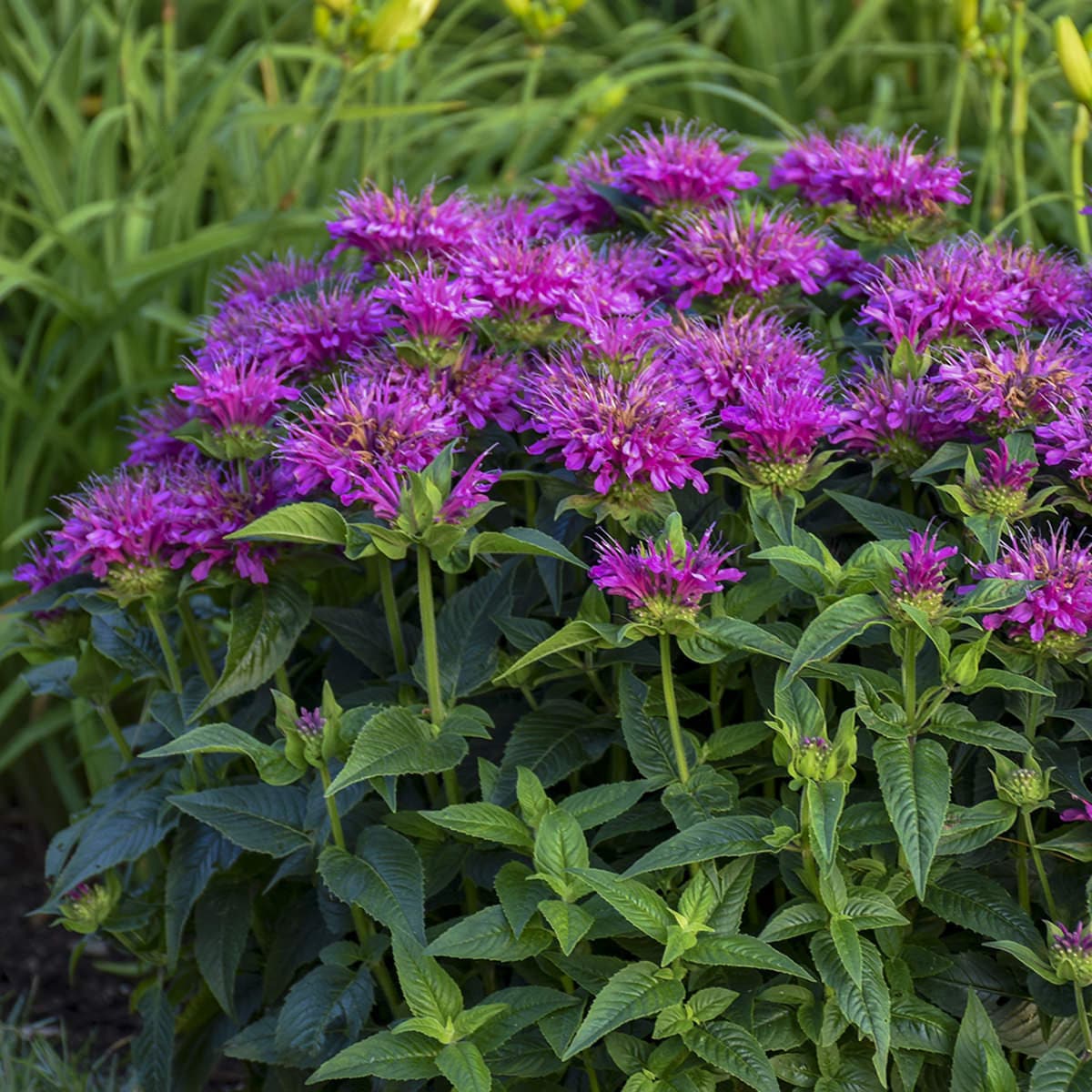 Premium Purple Monarda Didyma Flower seeds for Planting Garden Favorite, Heirloom & GMO Free Seeds for Home Garden seeds