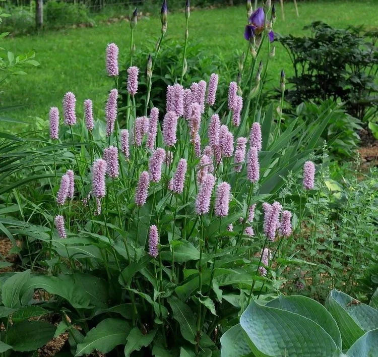 Pink Polygonum Bistorta Flower seeds for Planting - Bright Blooms, Heirloom & GMO Free Seeds for Home Garden