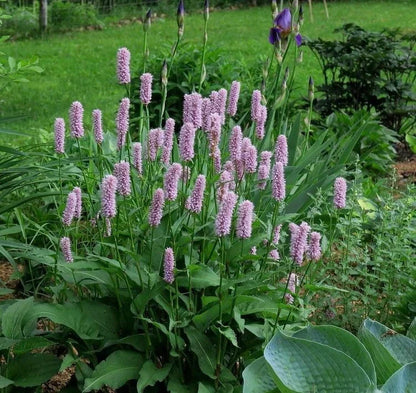 Pink Polygonum Bistorta Flower seeds for Planting - Bright Blooms, Heirloom & GMO Free Seeds for Home Garden