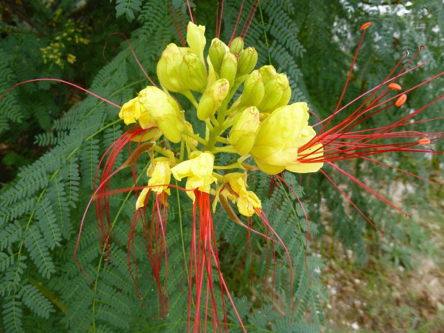 Caesalpinia Gilliesii Flower seeds for Planting Bright Blooms Heirloom & GMO Free Seeds for Home Garden