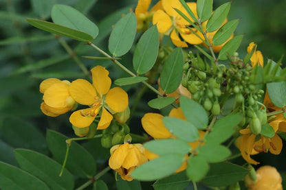 Cassia Occidentalis Flower seeds for Planting Vibrant Colors Heirloom & GMO Free Seeds for Home Garden