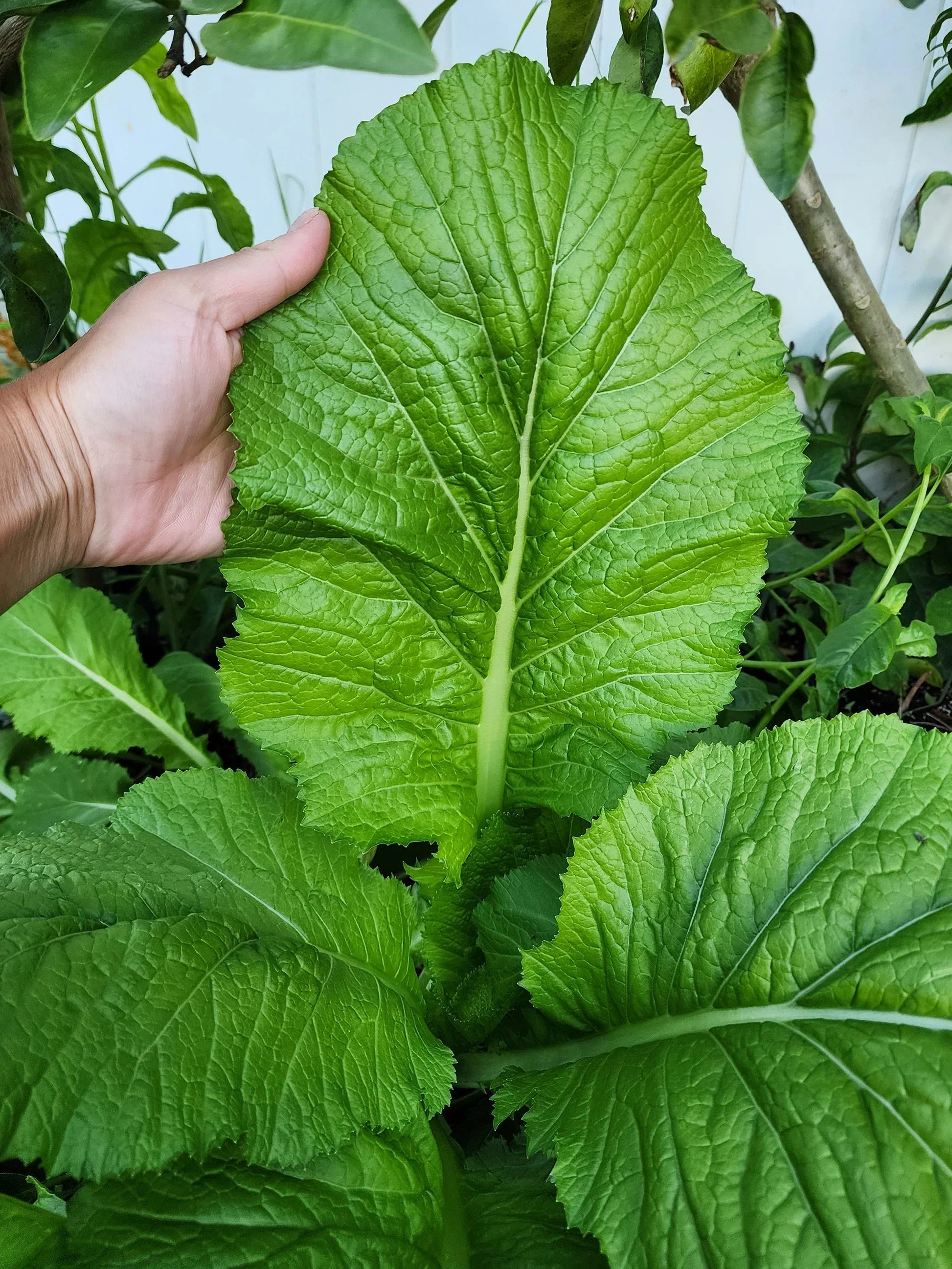 Florida Mustard Seeds For Planting - Peppery Leaf Variety Plant Seeds