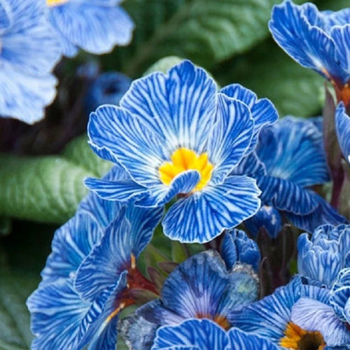 Blue Zebra Primula Flower seeds for Planting Compact Growth, Heirloom & GMO Free Seeds for Home Garden seeds for planting