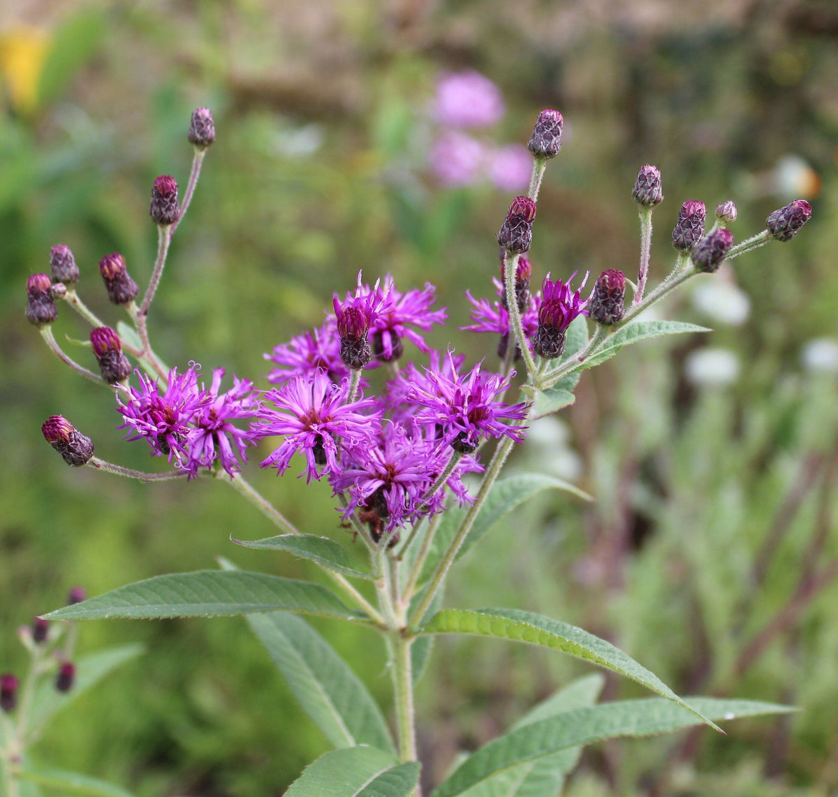 Vernonia Anthelmintica Flower seeds for Planting Cottage Garden Essential Heirloom & GMO Free Seeds for Home Garden