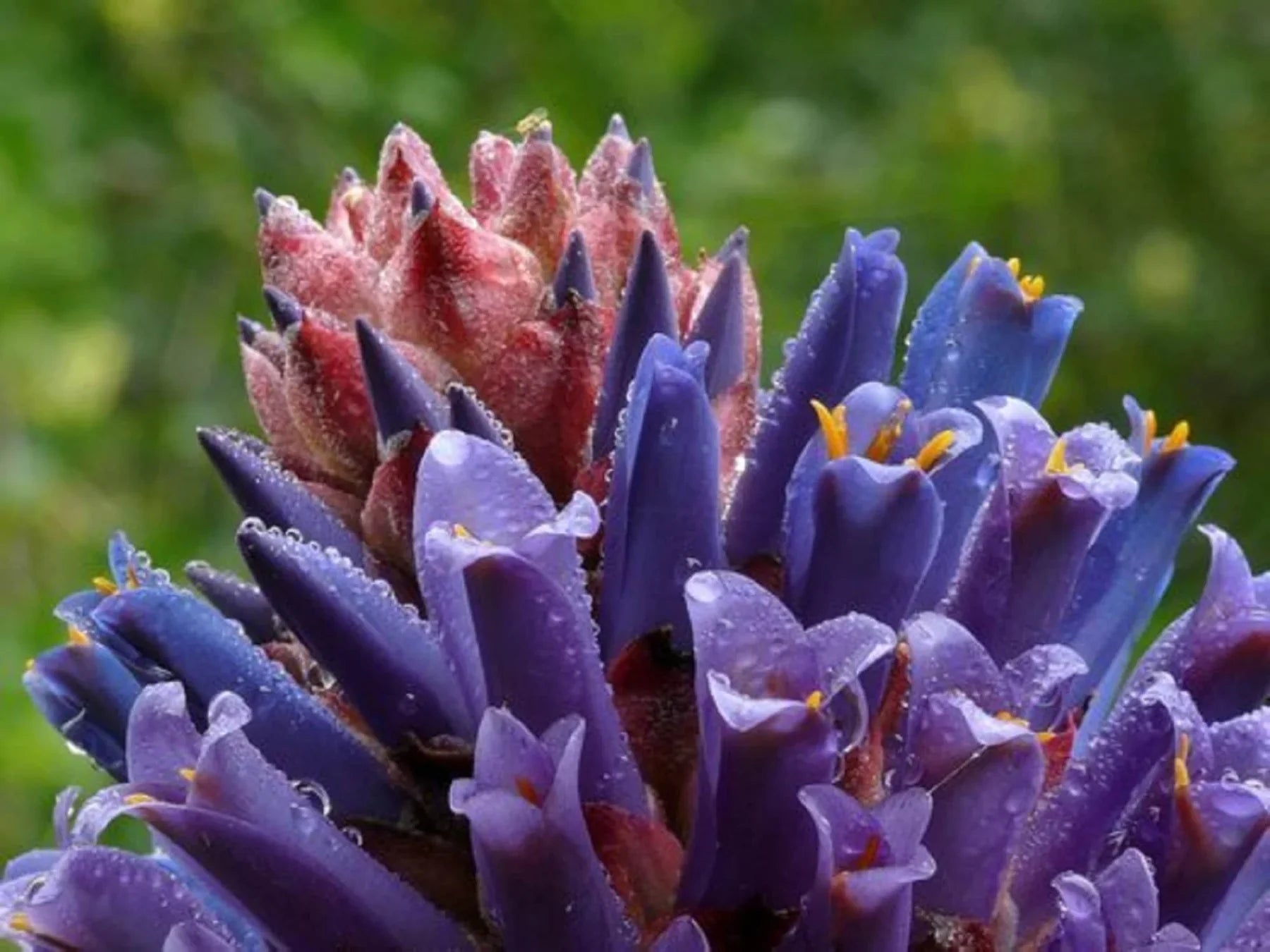 Premium Purple Puya Venusta Flower seeds for Planting Shade Tolerant, Heirloom & GMO Free Seeds for Home Garden seeds