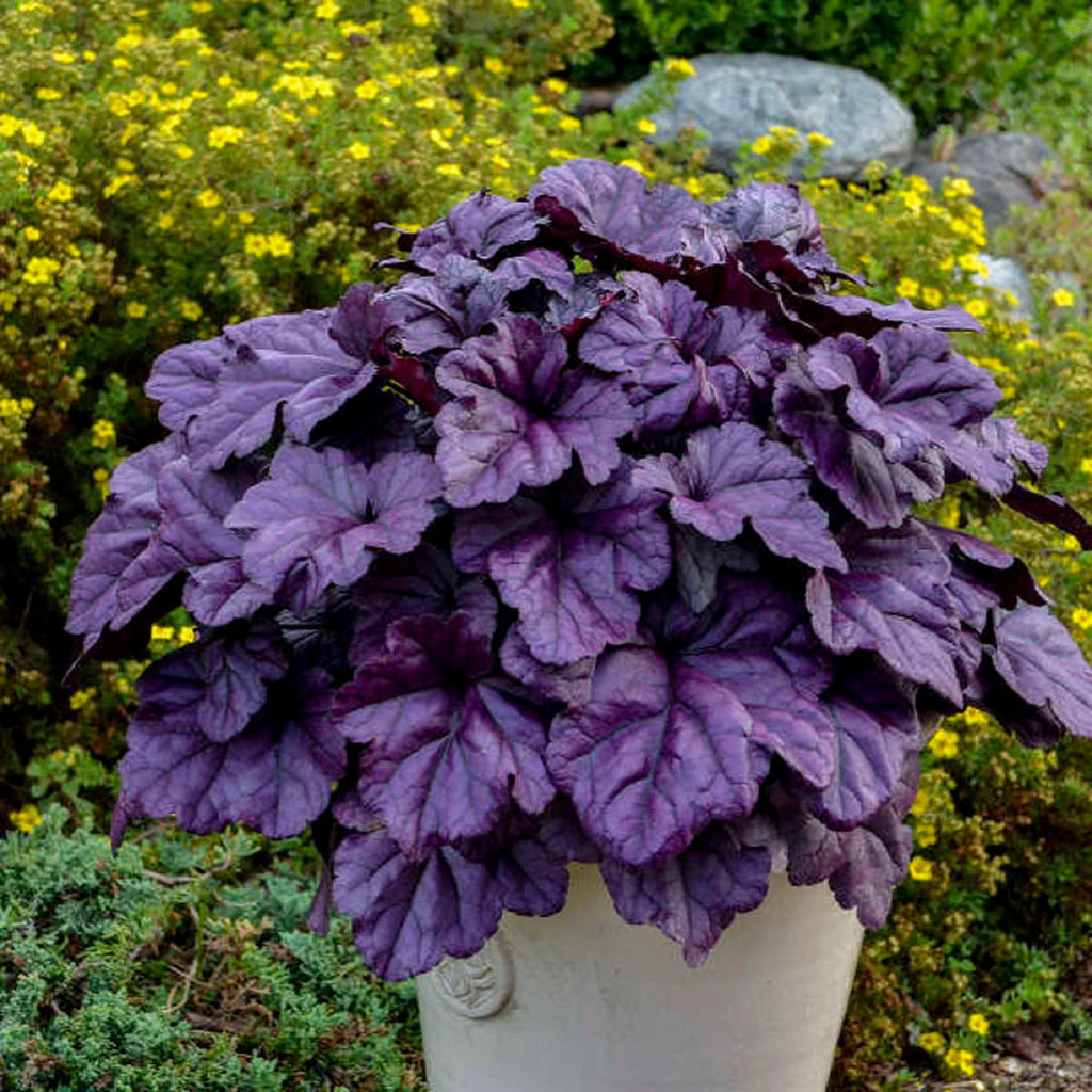 Purple Heuchera Flower seeds for Planting Pollinator Friendly, Heirloom & GMO Free Seeds for Home Garden seeds for planting