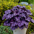 Purple Heuchera Flower seeds for Planting Pollinator Friendly, Heirloom & GMO Free Seeds for Home Garden seeds for planting