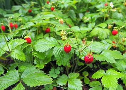 California Woodland Strawberry (Fragaria Vesca Bracteata) Native Strawberry Seeds