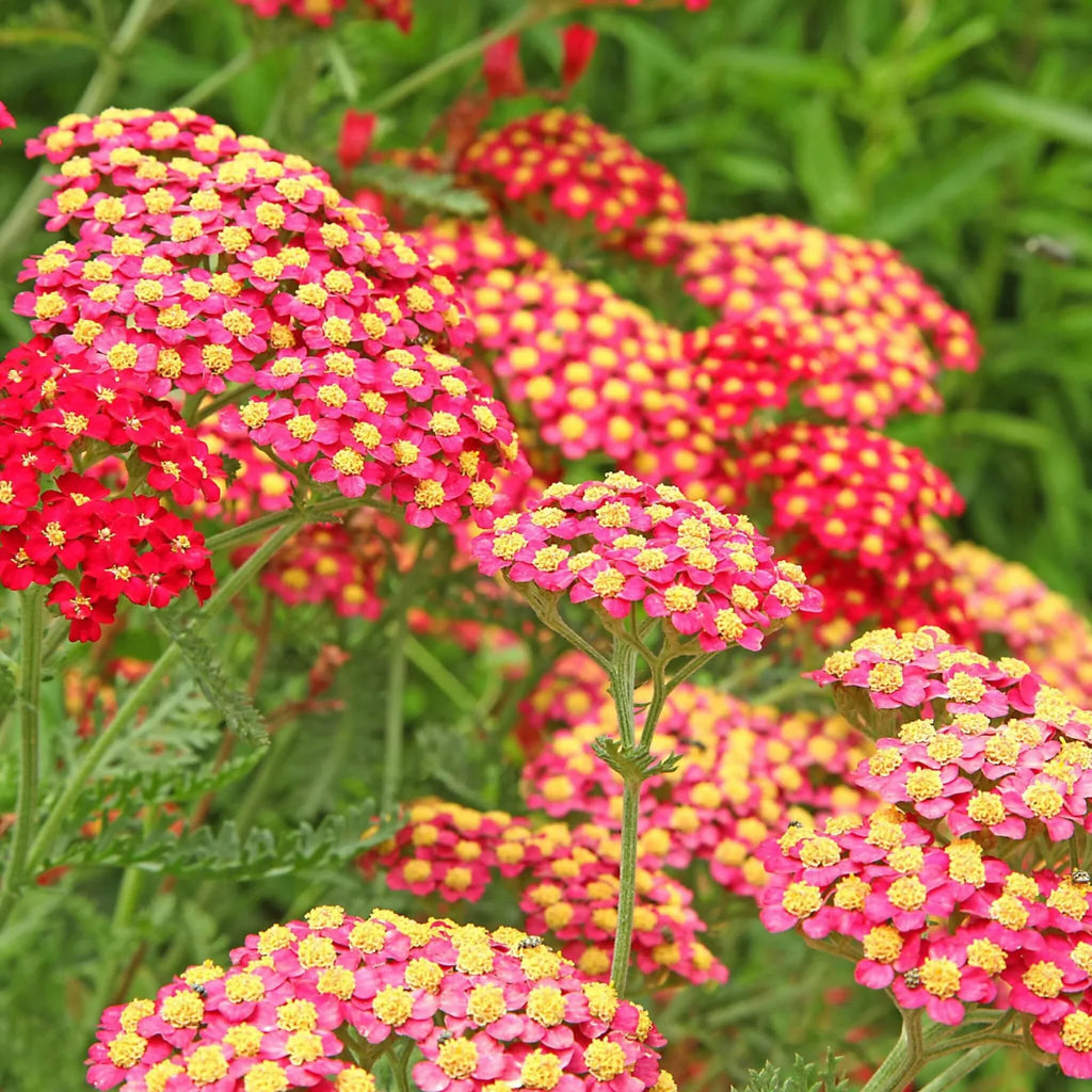 Premium Mixed Yarrow Flower seeds for Planting Easy to Grow, Heirloom & GMO Free Seeds for Home Garden seeds