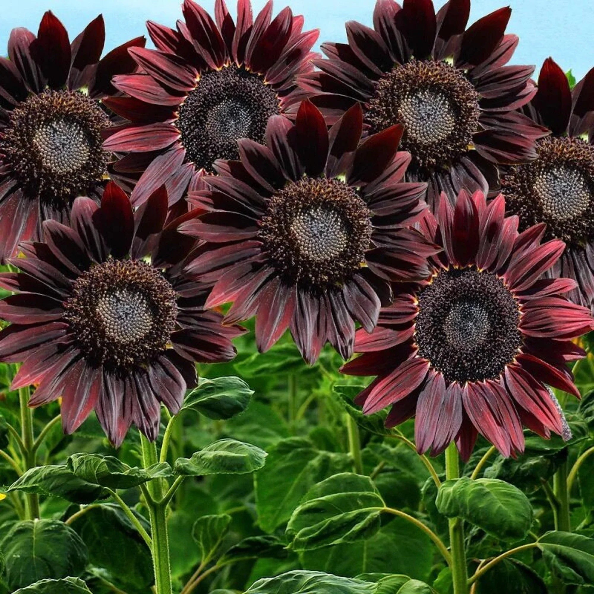 Premium Chocolate Sunflower Flower seeds for Planting Premium Quality, Heirloom & GMO Free Seeds for Home Garden seeds
