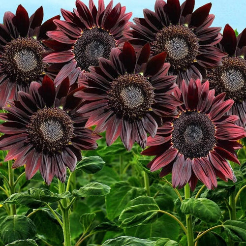 Premium Chocolate Sunflower Flower seeds for Planting Premium Quality, Heirloom & GMO Free Seeds for Home Garden seeds