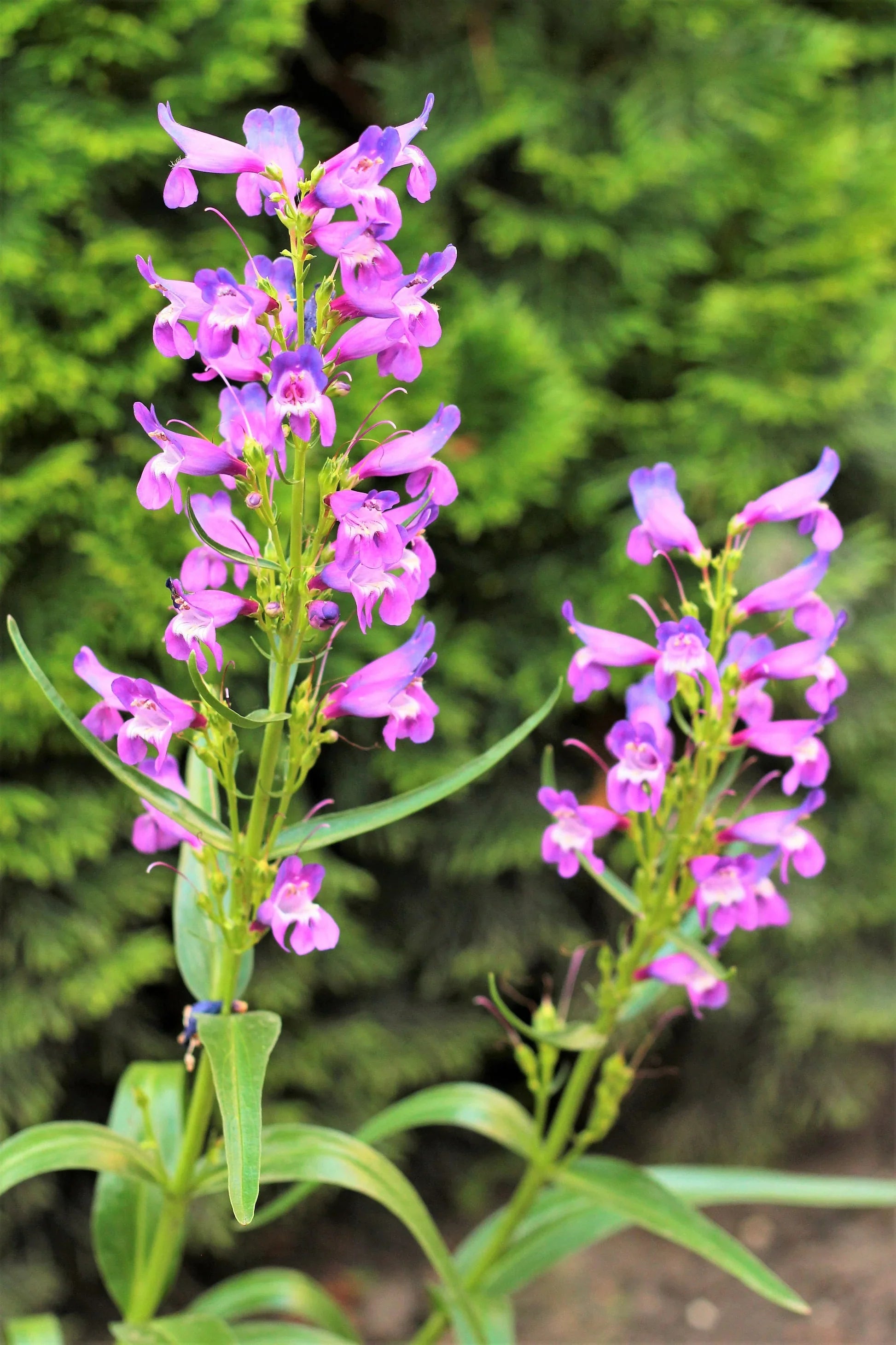 Premium Pink Penstemon Strictus Flower seeds for Planting Premium Quality, Heirloom & GMO Free Seeds for Home Garden seeds