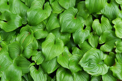 Beadruby (Maianthemum dilatatum) - False Lily of the Valley, Solomon's Seal, Snakeberry, May Lily, Native White Flower Red Berry Moist Shade Seeds
