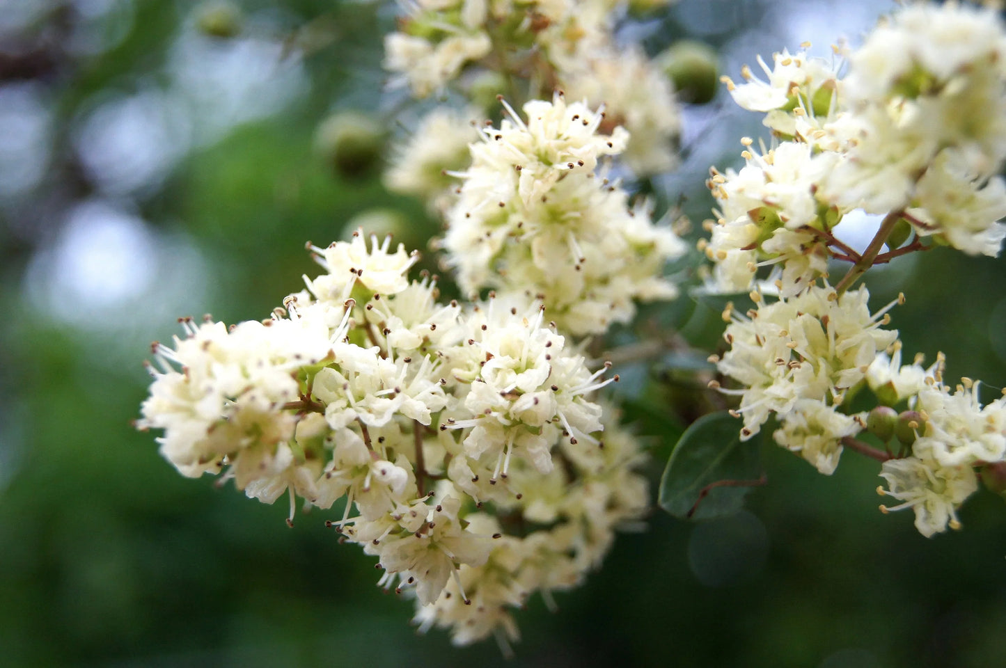 Lawsonia Inermis Flower seeds for Planting Drought Tolerant Heirloom & GMO Free Seeds for Home Garden