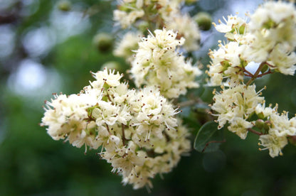 Lawsonia Inermis Flower seeds for Planting Drought Tolerant Heirloom & GMO Free Seeds for Home Garden