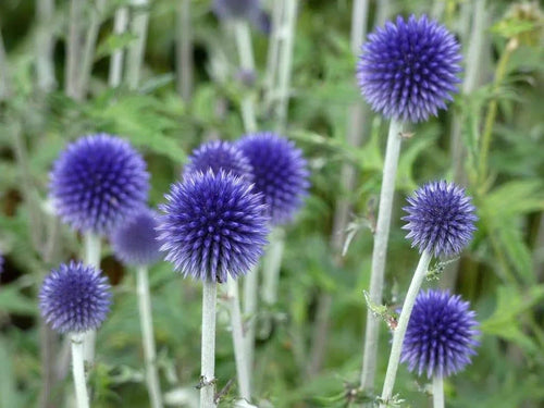 Premium Blue Ritro Flower seeds for Planting Seasonal Bloomer, Heirloom & GMO Free Seeds for Home Garden seeds
