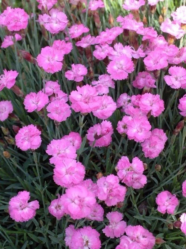High quality Pink Dianthus Flower seeds for Planting Perfect for Borders, Heirloom & GMO Free Seeds for Home Garden seeds pack