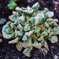 Sea Green Titanopsis Hugo Schlechteri Flower seeds for Planting Garden Favorite, Heirloom & GMO Free Seeds for Home Garden seeds for planting