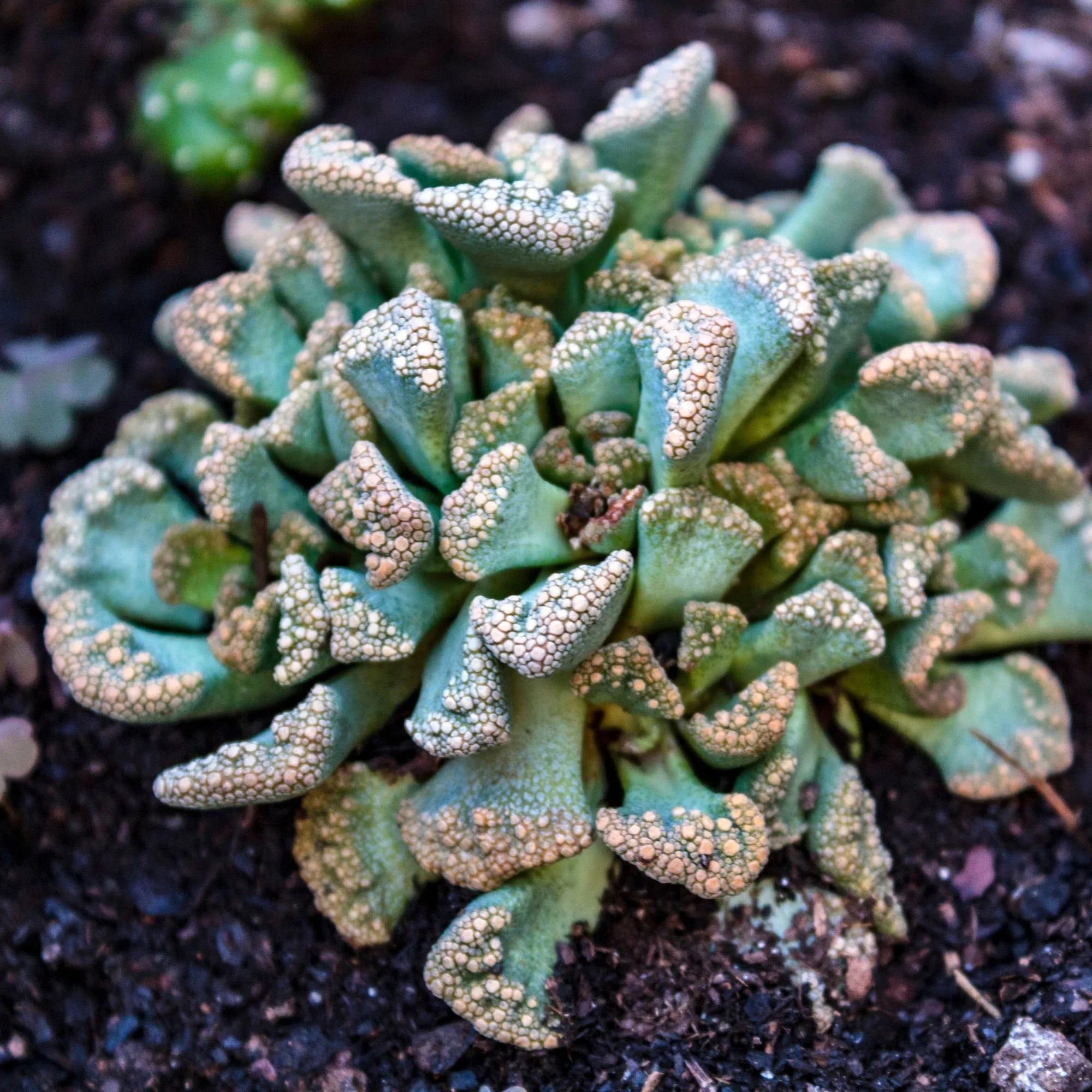 Sea Green Titanopsis Hugo Schlechteri Flower seeds for Planting Garden Favorite, Heirloom & GMO Free Seeds for Home Garden seeds for planting