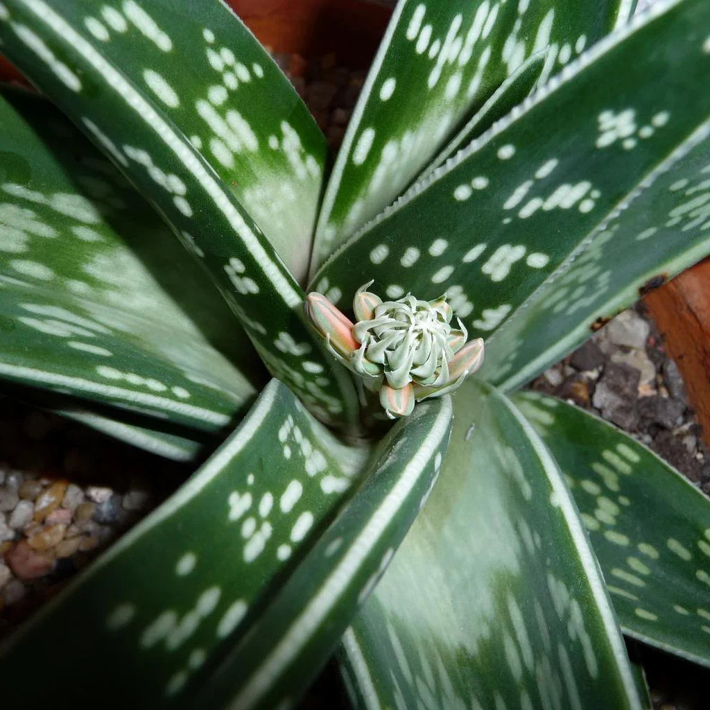 Premium Green Aloe Variegata for Planting Vibrant Colors, Heirloom & GMO Free Seeds for Home Garden seeds