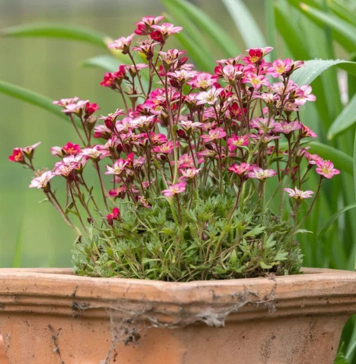 Heirloom Saxifrage Rose for Planting - Perfect for Borders, Heirloom & GMO Free Seeds for Home Garden