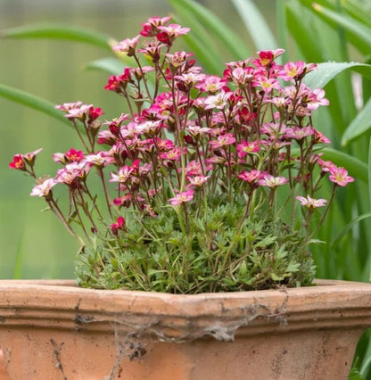 Heirloom Saxifrage Rose for Planting - Perfect for Borders, Heirloom & GMO Free Seeds for Home Garden
