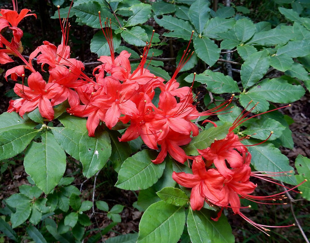 Azalea Flower seeds for Planting Low Maintenance Heirloom & GMO Free Seeds for Home Garden