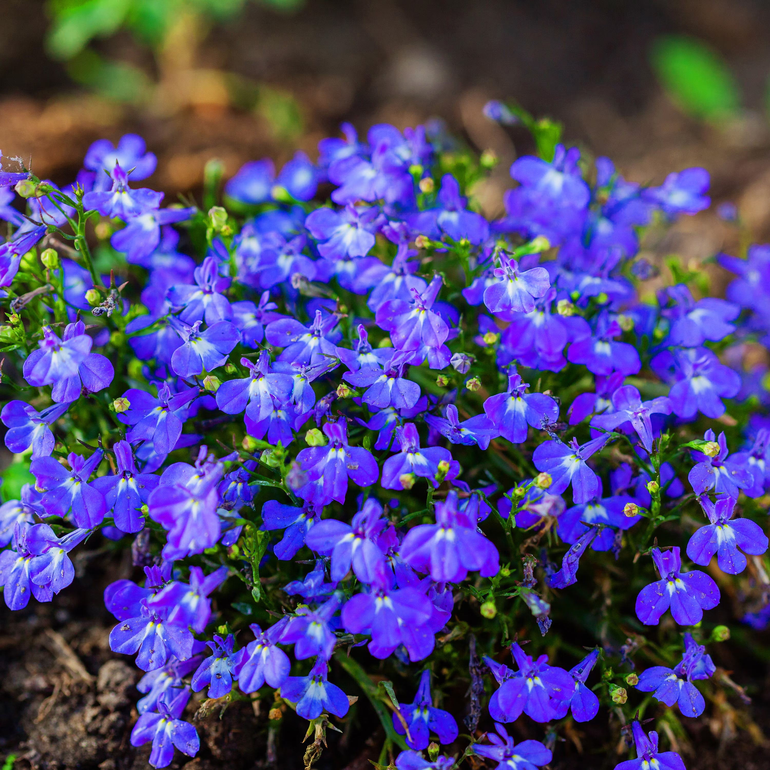Blue Sapphire Flower seeds for Planting Cut Flower Favorite, Heirloom & GMO Free Seeds for Home Garden vegetable and garden seeds