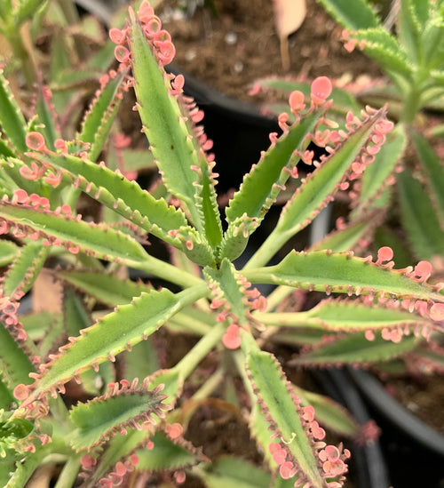 Premium Brown Kalanchoe Bonsai Flower seeds for Planting Cut Flower Favorite, Heirloom & GMO Free Seeds for Home Garden seeds
