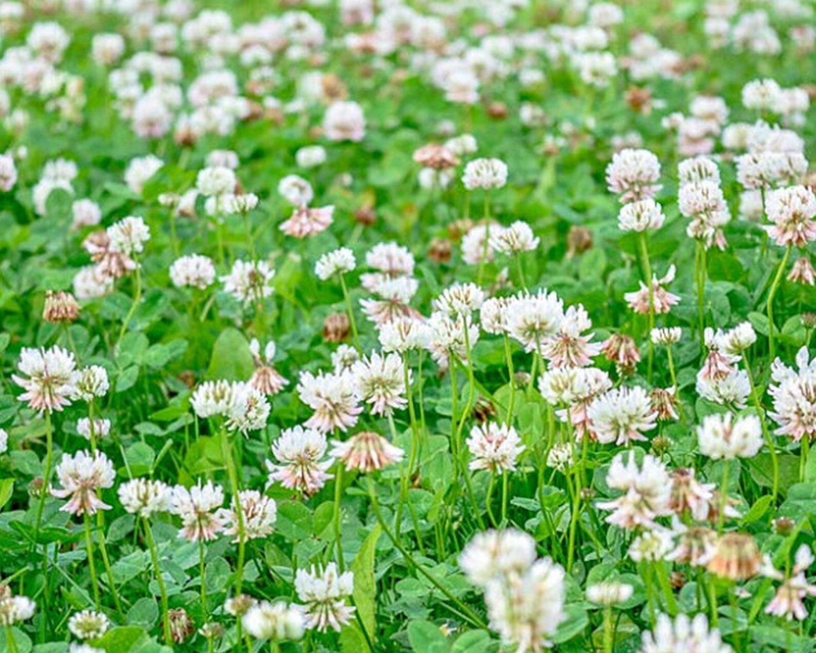 High quality Clover Flower seeds for Planting Cut Flower Favorite, Heirloom & GMO Free Seeds for Home Garden seeds pack