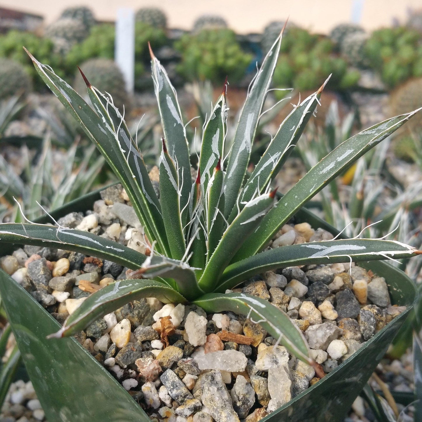 Green Leuchtenbergia Flower seeds for Planting - Long Bloom Season, Heirloom & GMO Free Seeds for Home Garden