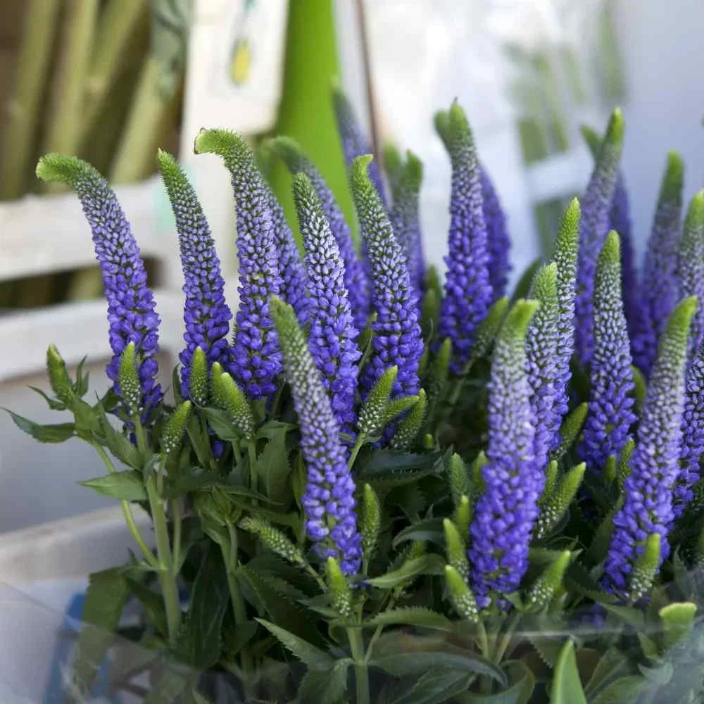 Veronica Flower seeds for Planting Pollinator Friendly Heirloom & GMO Free Seeds for Home Garden 
 
 Sale