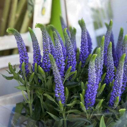 Veronica Flower seeds for Planting Pollinator Friendly Heirloom & GMO Free Seeds for Home Garden 
 
 Sale