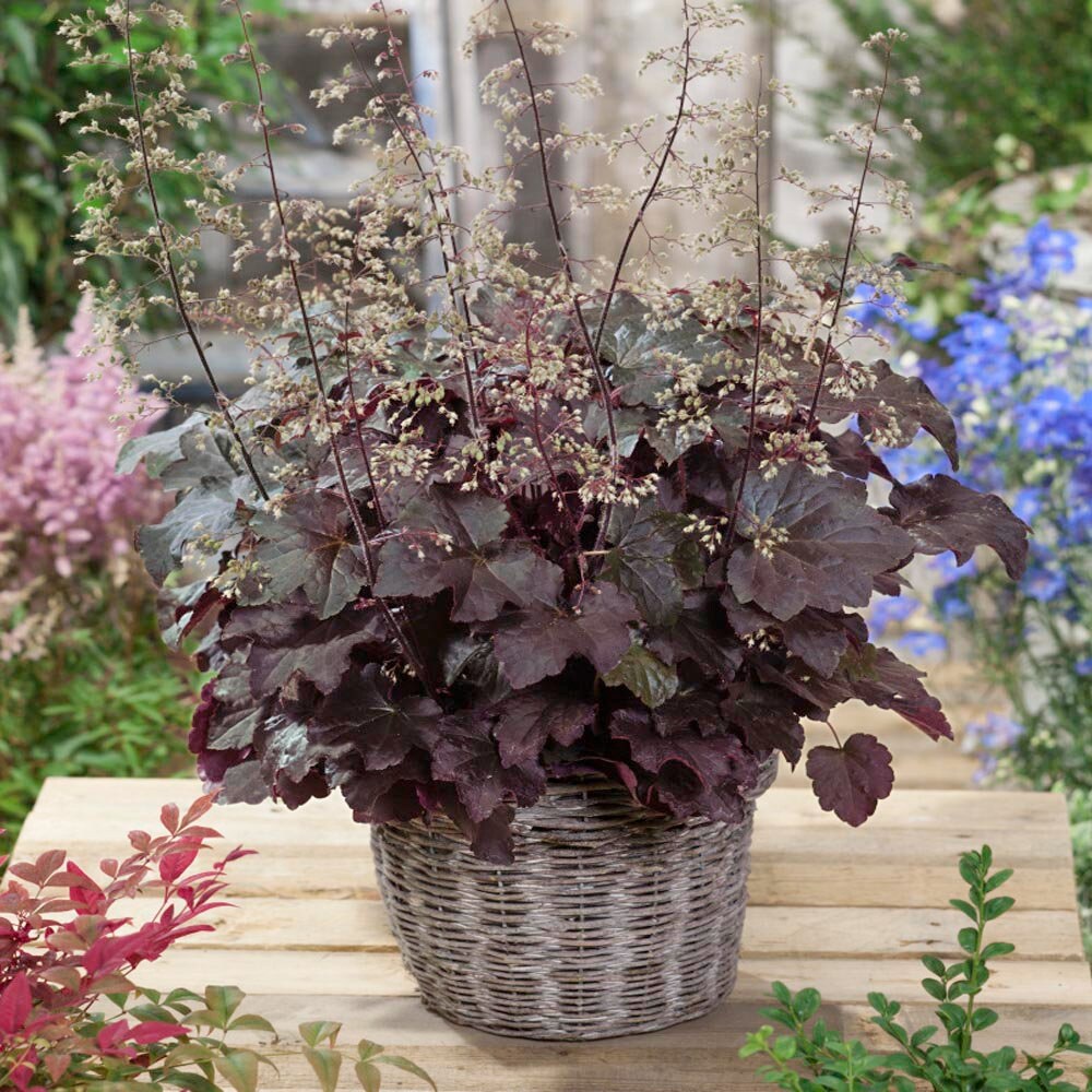 High quality Purple Coral Bell Flower seeds for Planting Seasonal Bloomer, Heirloom & GMO Free Seeds for Home Garden seeds pack