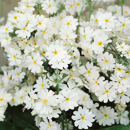 Pink Red Primula Malacoides Flower seeds for Planting Shade Tolerant Heirloom & GMO Free Seeds for Home Garden